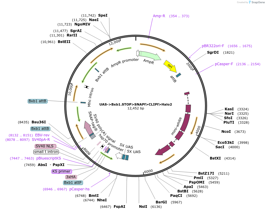 87644-plasmid-map-sequence-id-174554