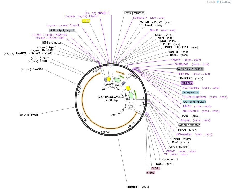 43908-plasmid-map-sequence-id-174577