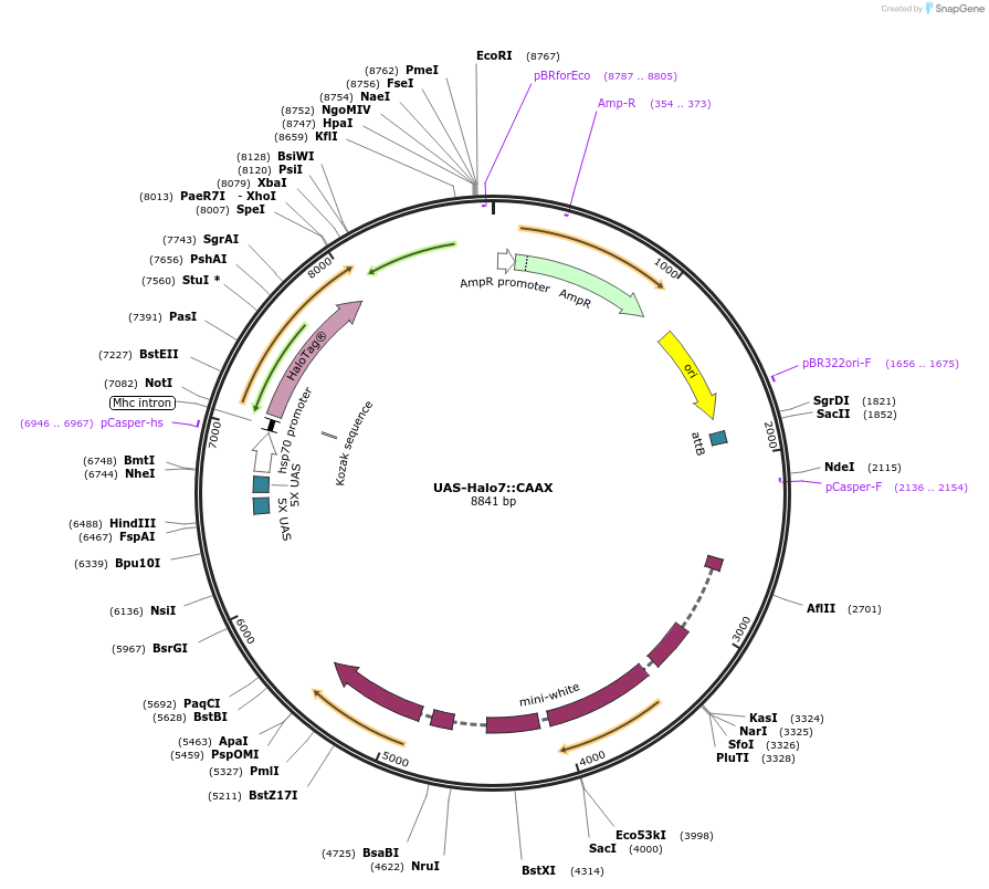 87645-plasmid-map-sequence-id-174581