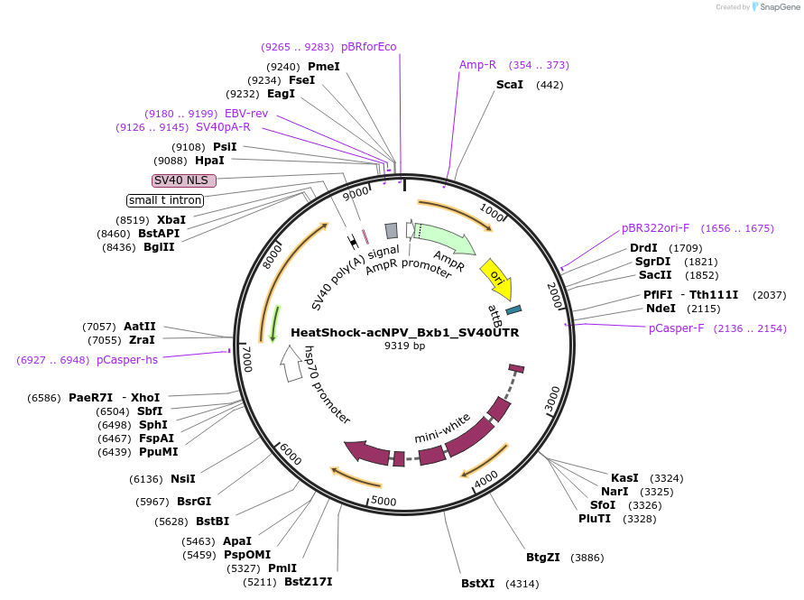 87641-plasmid-map-sequence-id-174583