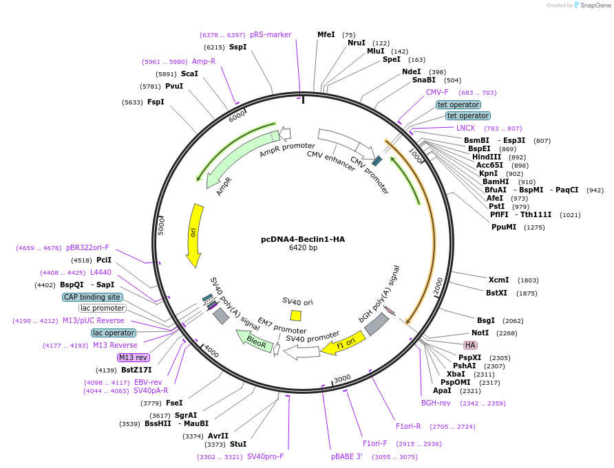 24399-plasmid-map-sequence-id-174584
