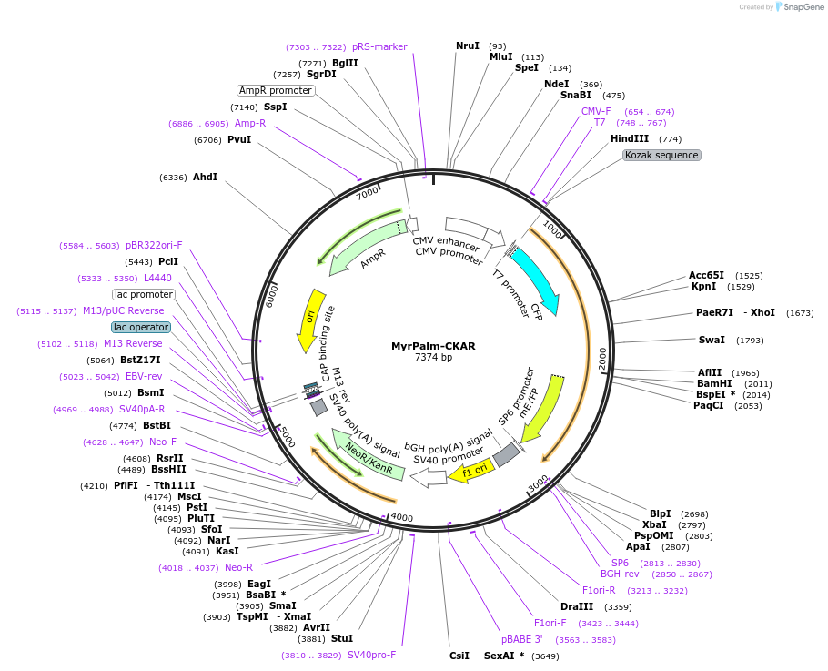 14862-plasmid-map-sequence-id-174586