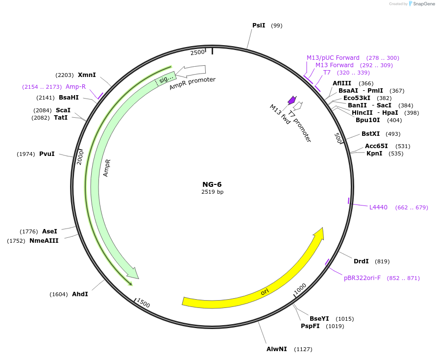87495-plasmid-map-sequence-id-174598