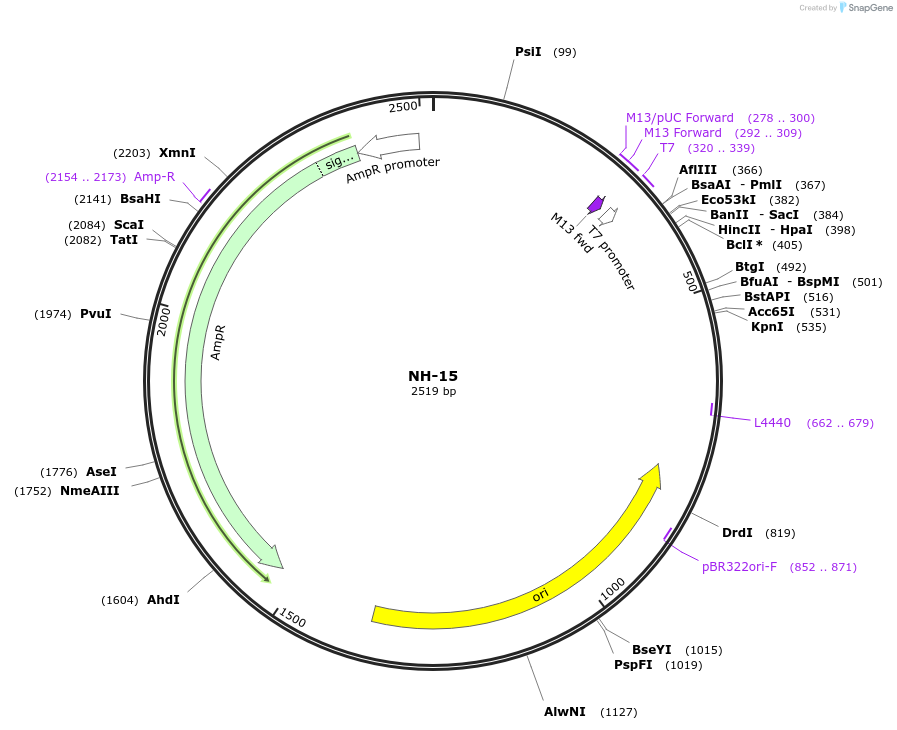 87520-plasmid-map-sequence-id-174603