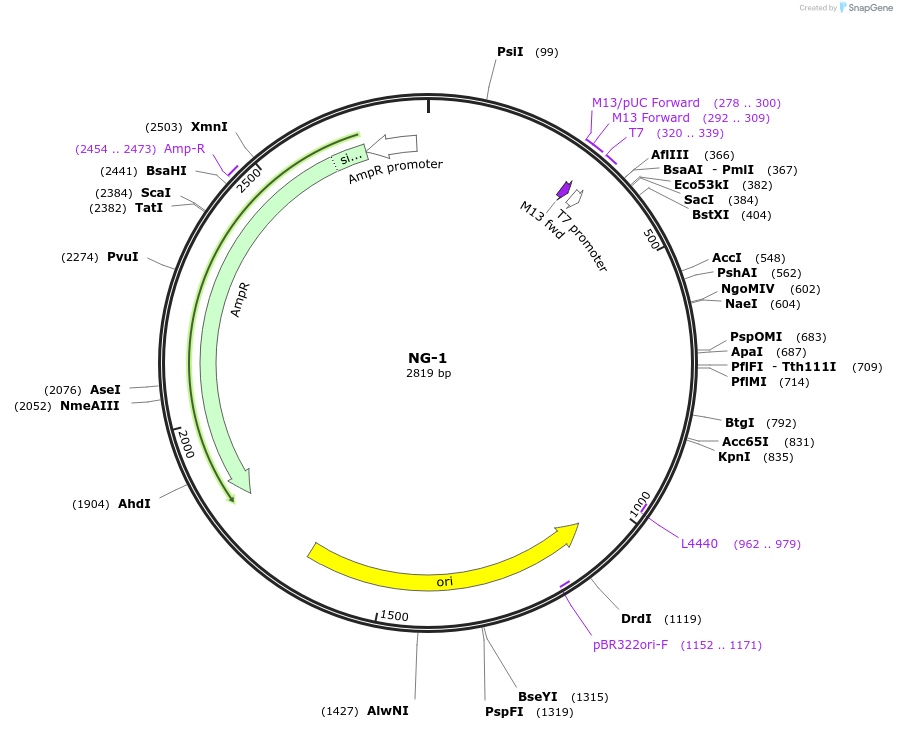 87490-plasmid-map-sequence-id-174605