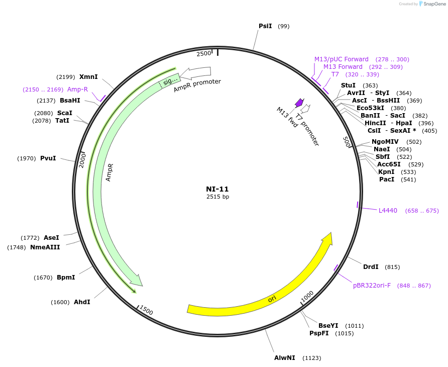 87484-plasmid-map-sequence-id-174608