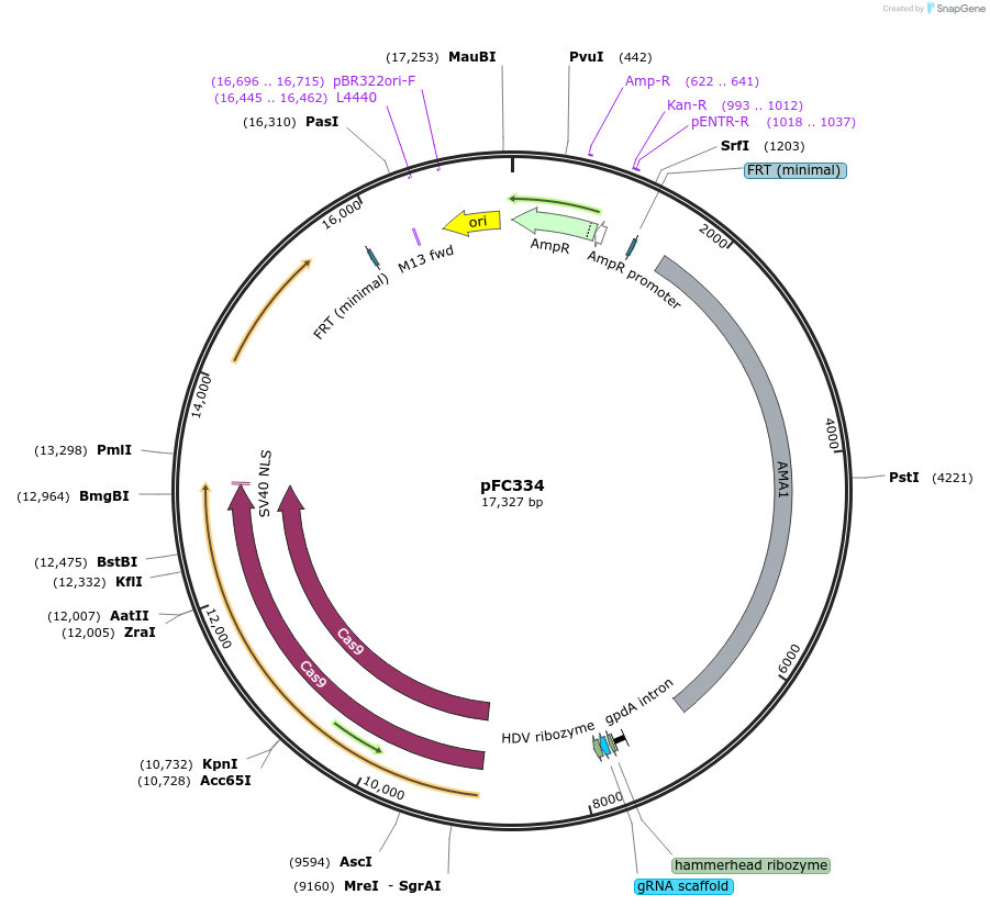 87846-plasmid-map-sequence-id-174613