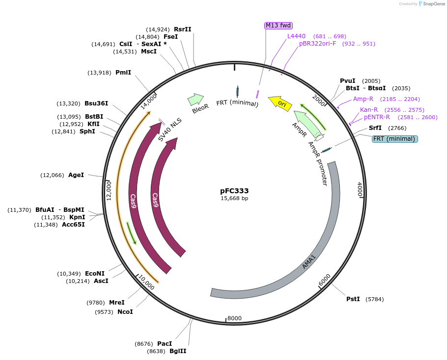 87844-plasmid-map-sequence-id-174620