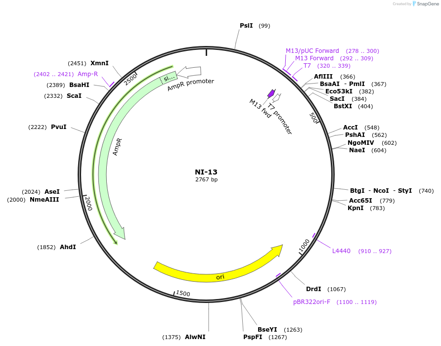 87486-plasmid-map-sequence-id-174642