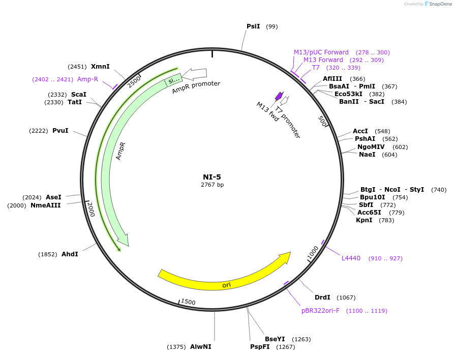 87478-plasmid-map-sequence-id-174656