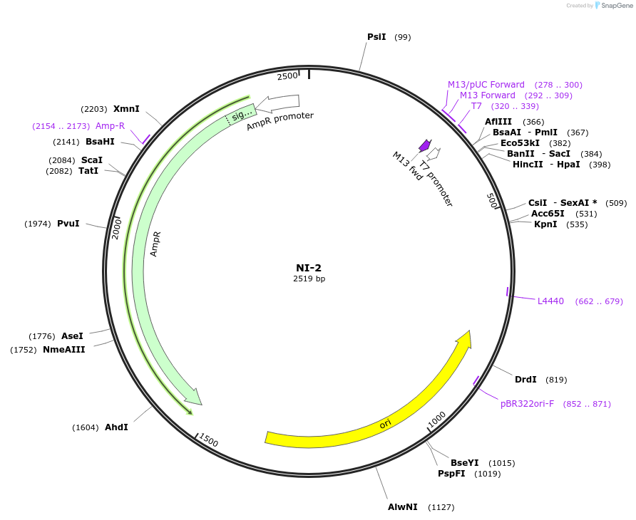 87475-plasmid-map-sequence-id-174660