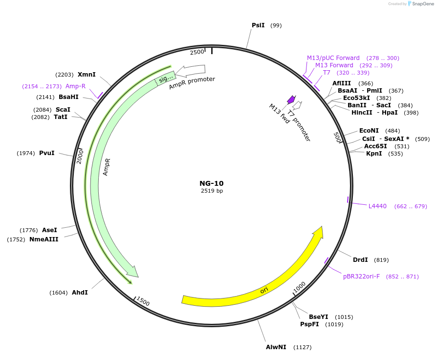 87499-plasmid-map-sequence-id-174662
