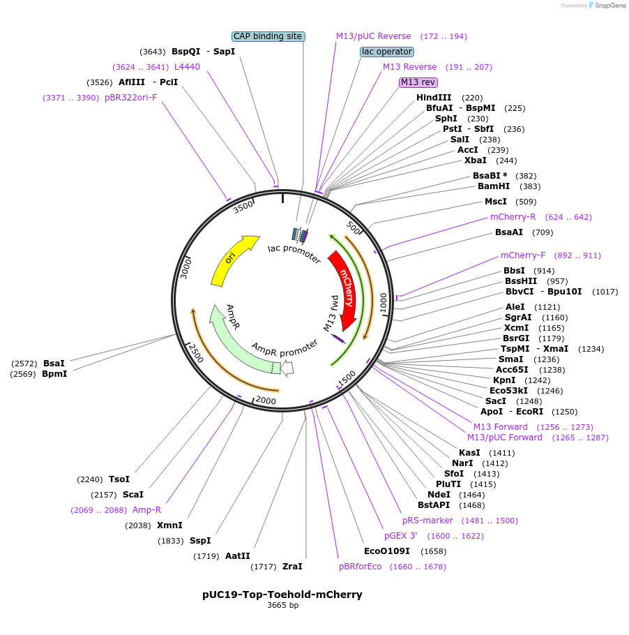87318-plasmid-map-sequence-id-174668