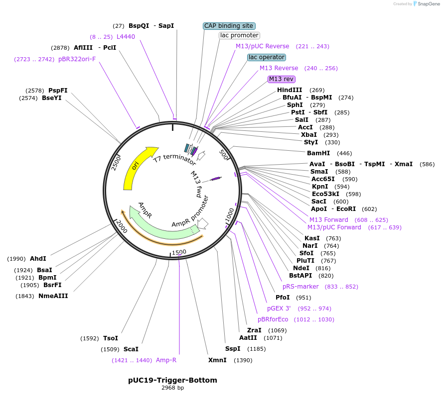 87317-plasmid-map-sequence-id-174671