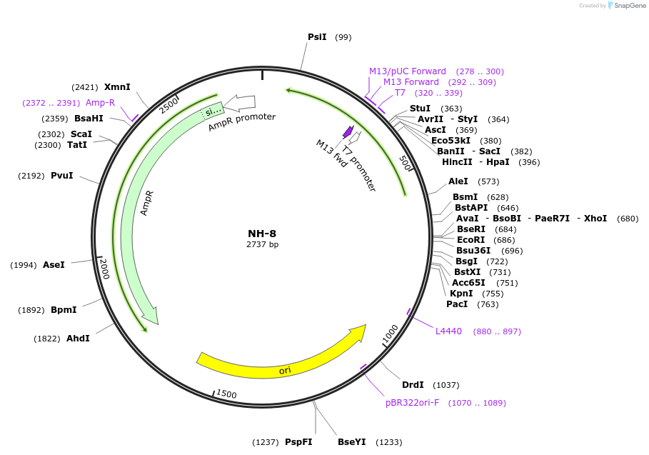 87513-plasmid-map-sequence-id-174678