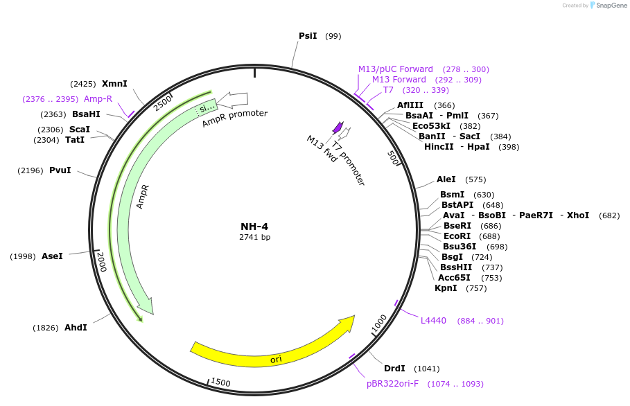 87509-plasmid-map-sequence-id-174686