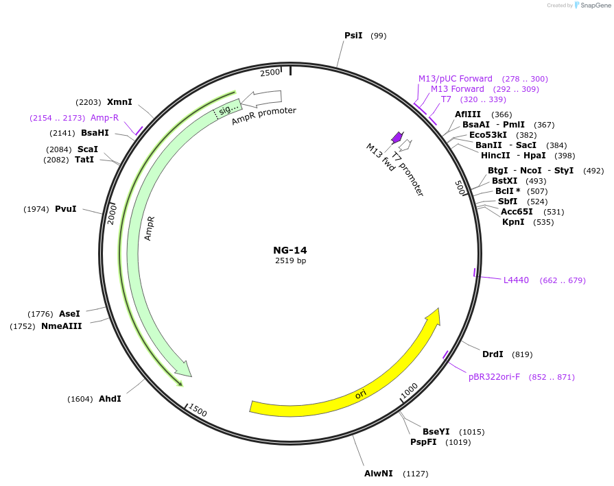 87503-plasmid-map-sequence-id-174704