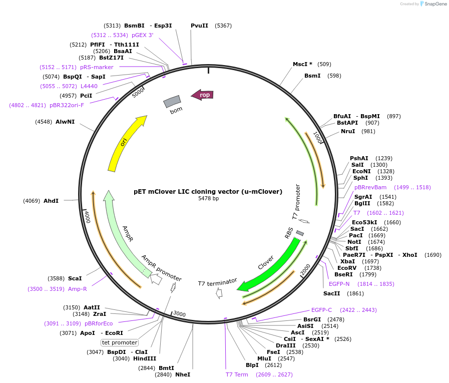 86929-plasmid-map-sequence-id-174745