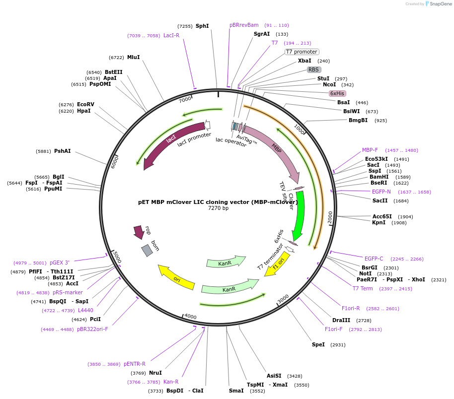 86930-plasmid-map-sequence-id-174752