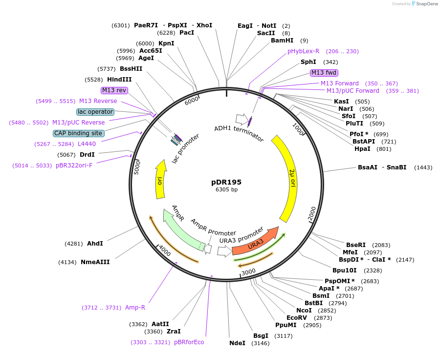 36028-plasmid-map-sequence-id-174812