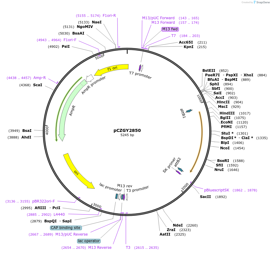 87758-plasmid-map-sequence-id-174819