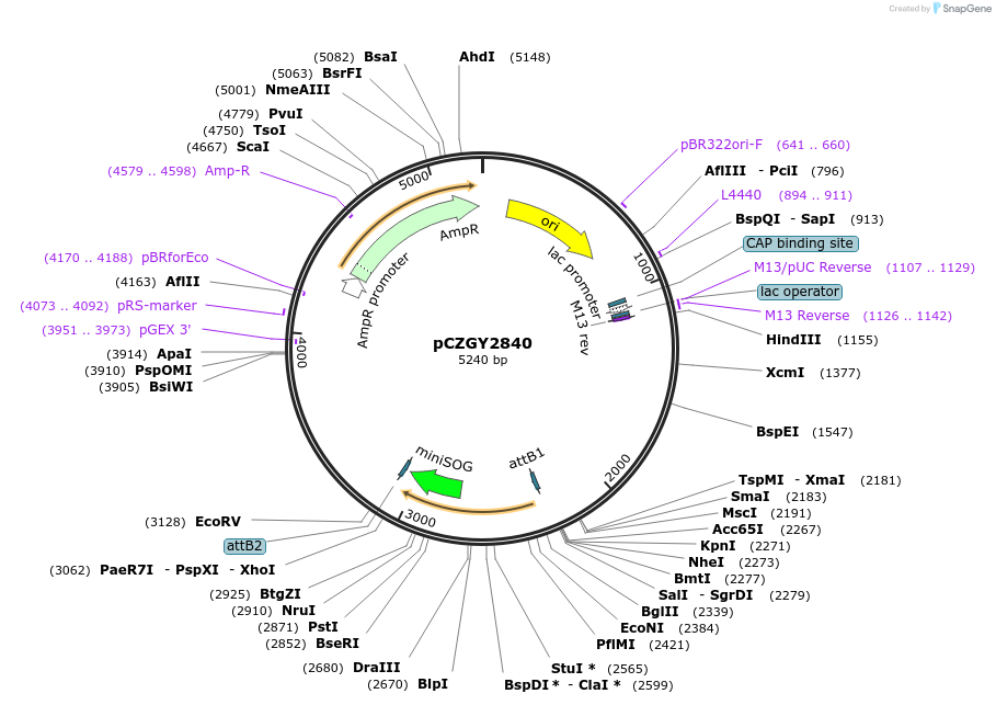 87764-plasmid-map-sequence-id-174823