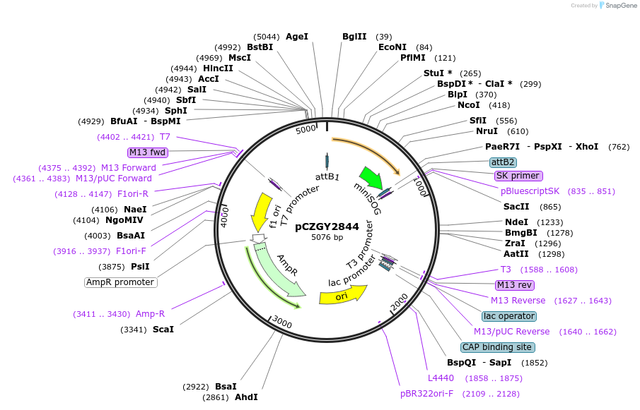 87760-plasmid-map-sequence-id-174824