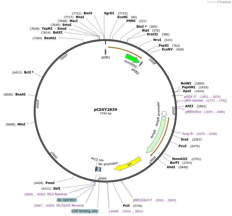 87765-plasmid-map-sequence-id-174825