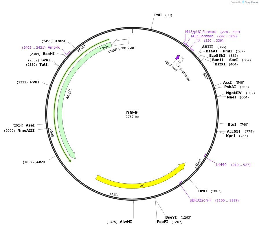 87498-plasmid-map-sequence-id-174839
