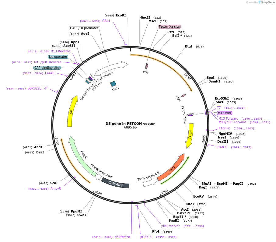 87626-plasmid-map-sequence-id-174842