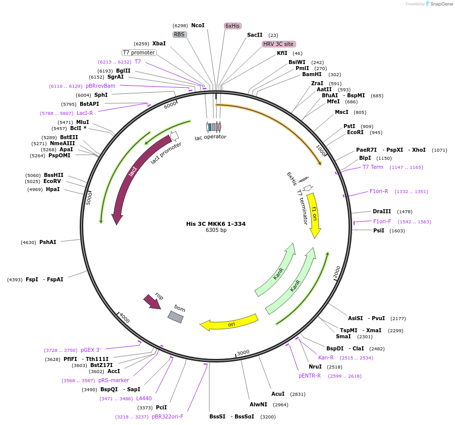 87881-plasmid-map-sequence-id-174845