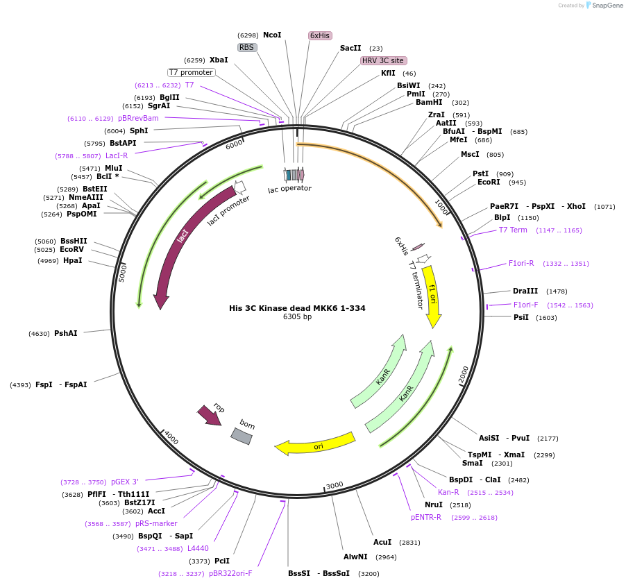 87882-plasmid-map-sequence-id-174847