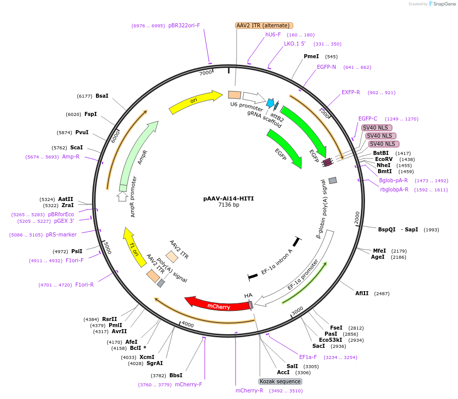87117-plasmid-map-sequence-id-174873