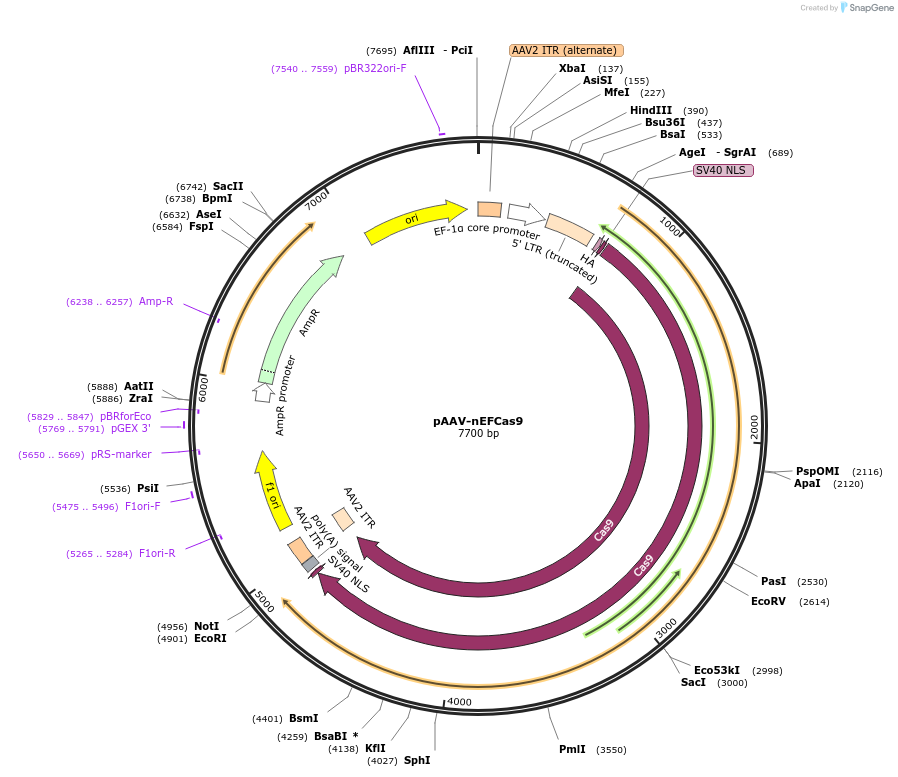 87115-plasmid-map-sequence-id-174875