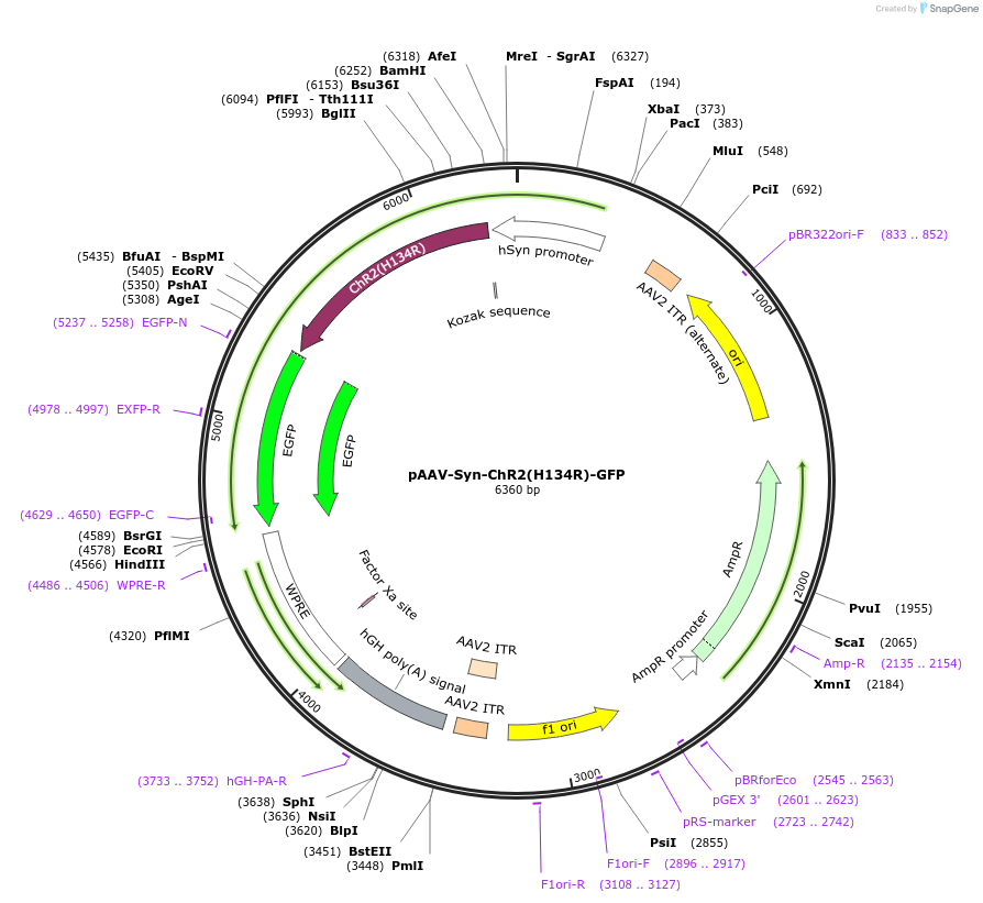 58880-plasmid-map-sequence-id-174895