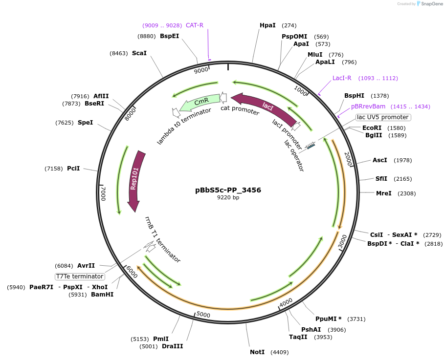 86203-plasmid-map-sequence-id-174897