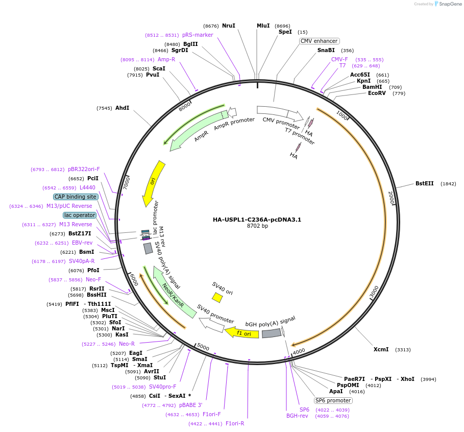 85764-plasmid-map-sequence-id-174905