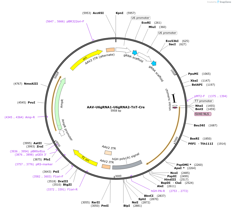 87682-plasmid-map-sequence-id-174907