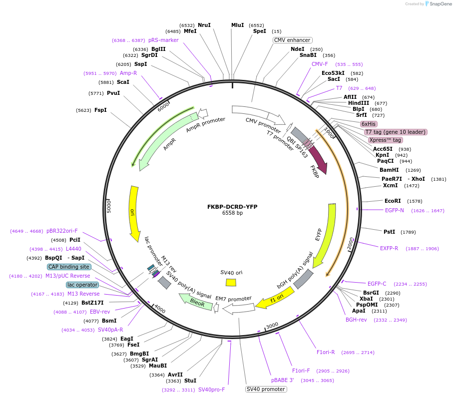 87450-plasmid-map-sequence-id-174914