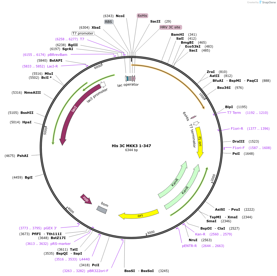 87878-plasmid-map-sequence-id-174923