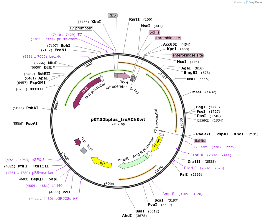 83916-plasmid-map-sequence-id-174926
