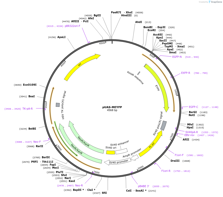 86372-plasmid-map-sequence-id-174929