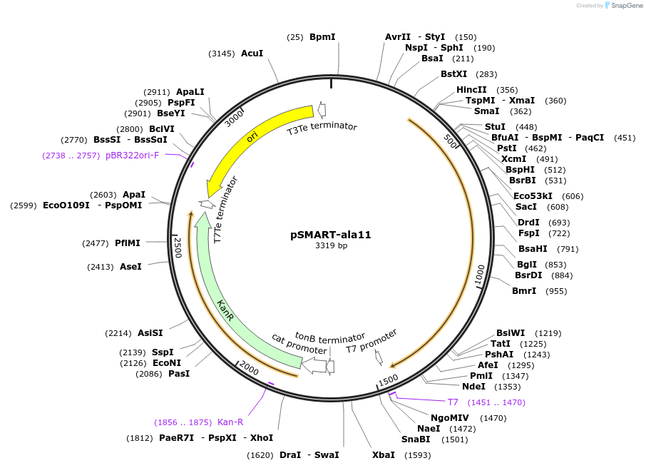 87172-plasmid-map-sequence-id-174932