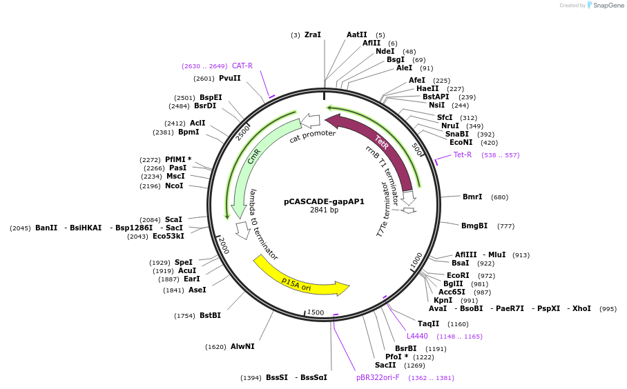 87146-plasmid-map-sequence-id-174938