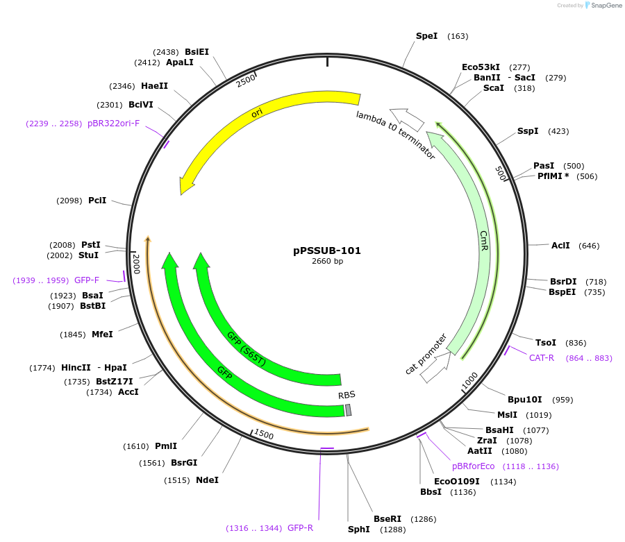 26580-plasmid-map-sequence-id-174950