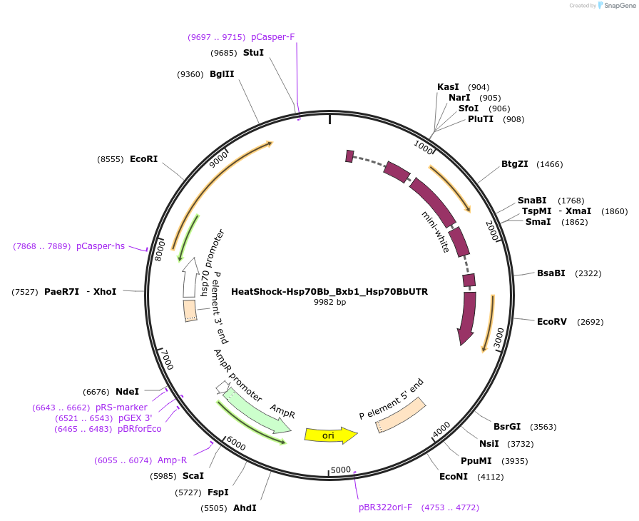 87642-plasmid-map-sequence-id-174969
