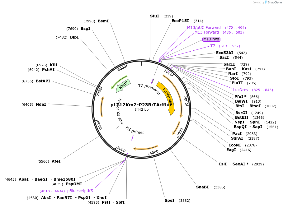 88900-plasmid-map-sequence-id-174987