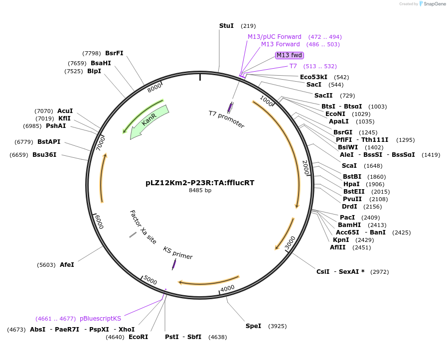 88901-plasmid-map-sequence-id-174988