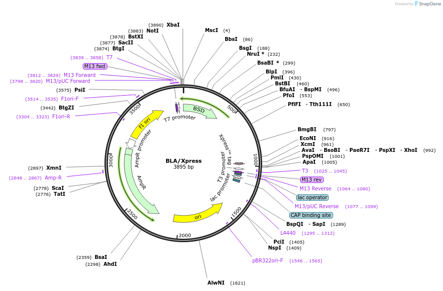 1804-plasmid-map-sequence-id-174989
