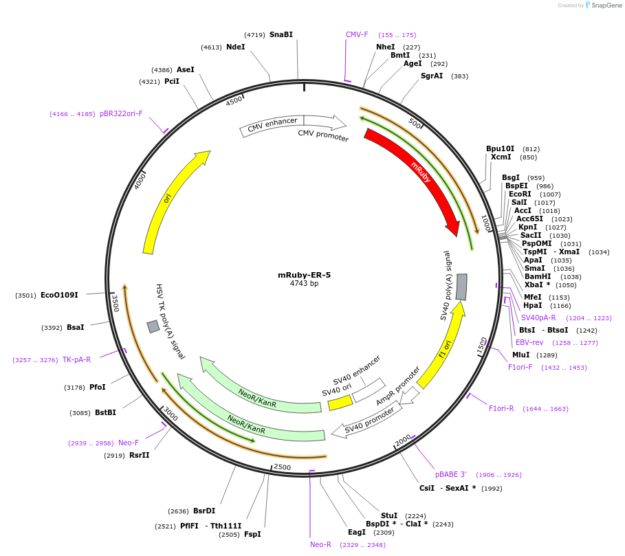 55860-plasmid-map-sequence-id-174991